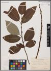 Foto von Salix caprea L.